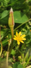 Hyoseris scabra