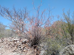 Mimosa aculeaticarpa biuncifera