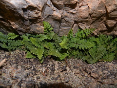 Asplenium petrarchae