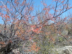 Mimosa aculeaticarpa biuncifera