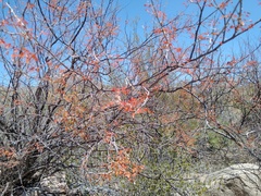Mimosa aculeaticarpa biuncifera