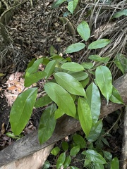 Pterocarpus officinalis