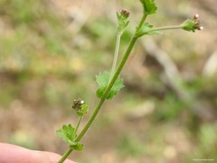 Draba muralis