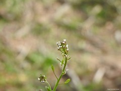 Draba muralis