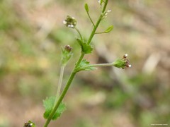 Draba muralis