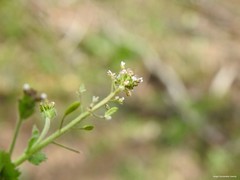 Draba muralis