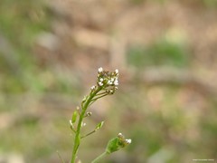 Draba muralis