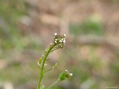 Draba muralis