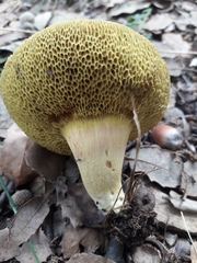 Hortiboletus engelii