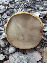 Hortiboletus engelii