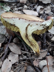 Hortiboletus engelii