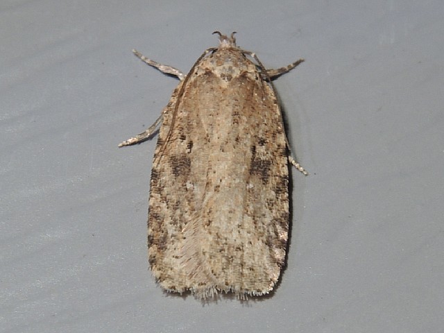 Goldenrod Leaffolder Moth in April 2022 by privatenoaccess · iNaturalist