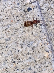 Prenolepis