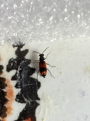Anthocomus