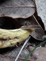 Hortiboletus engelii