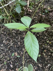 Heliotropium verdcourtii