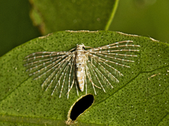 Alucita pygmaea