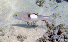 Parupeneus pleurostigma