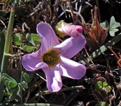 Oxalis enneaphylla