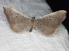 Macrosoma rubedinaria