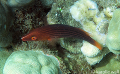 Pseudocheilinus octotaenia