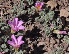 Oxalis enneaphylla