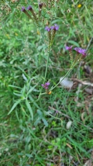 Verbena intermedia