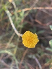 Coronidium gunnianum