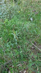 Verbena intermedia