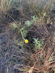 Coronidium gunnianum