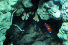 Anampses chrysocephalus