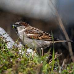 Passer domesticus