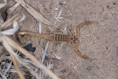 Uroplectes planimanus