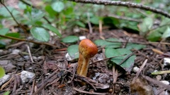 Ophiocordycipitaceae