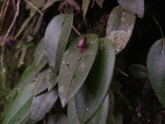 Acianthera serpentula