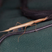 Doublecone Grass Mantis - Photo (c) Andre Harmse, some rights reserved (CC BY-NC), uploaded by Andre Harmse
