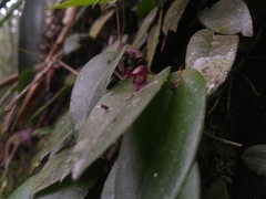 Acianthera serpentula
