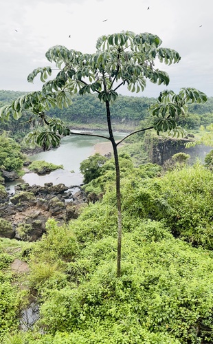 Cecropia pachystachya