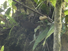 Cranioleuca erythrops