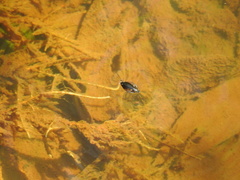 Dineutus ciliatus