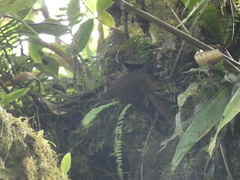 Cranioleuca erythrops