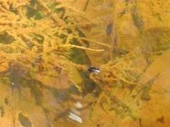 Dineutus ciliatus