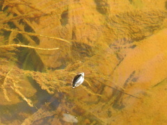 Dineutus ciliatus