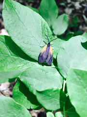 Pyromorpha dimidiata