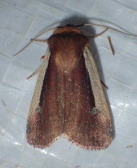 Ochropleura