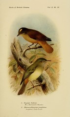 Boat-Billed Tody-Tyrant photo 3