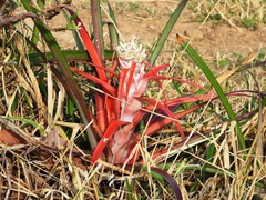 Bromelia sylvicola