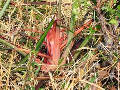 Bromelia sylvicola