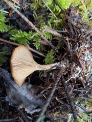 Rhizocybe