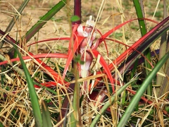 Bromelia sylvicola